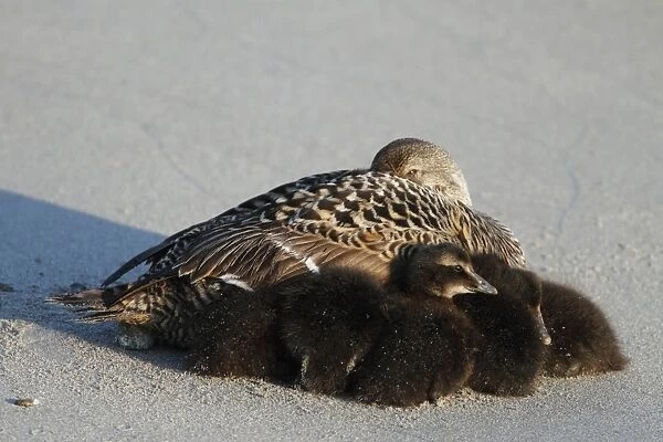 Common Eider (Somateria mollissima) adult female with ducklings, resting on beach, Heligoland, Schleswig-Holstein, Germany, may
