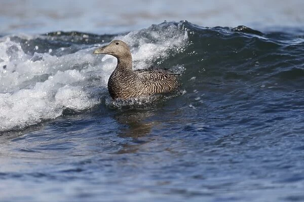 Common Eider (Somateria mollissima) adult female, swimming in surf at sea, Northumberland, England, May