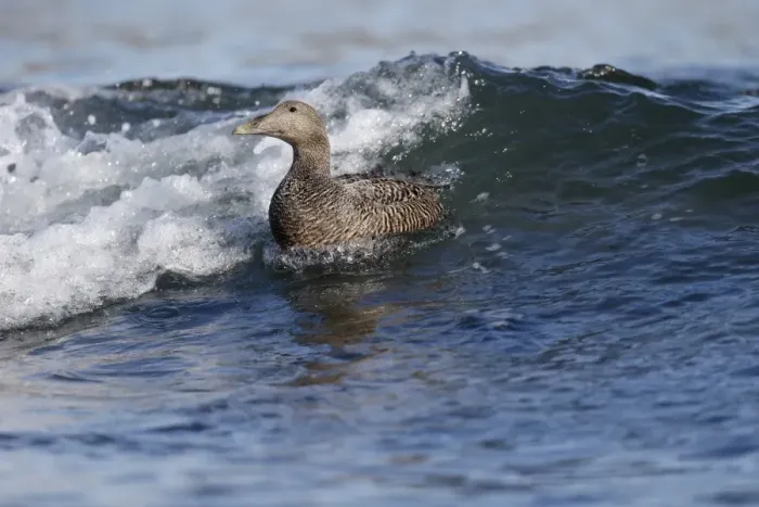 Framed Print : Common Eider (Somateria mollissima) adult female, swimming in surf at sea, Northumberland, England, May