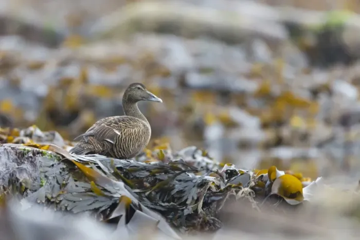 Framed Print : Common Eider (Somateria mollissima) adult female, standing on seaweed covered rocks, Shetland Islands, Scotland, June