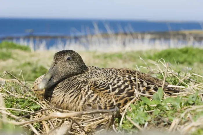 Framed Print : Common Eider (Somateria mollissima) adult female, sitting on nest, Inner Farne, Farne Islands, Northumberland, England, may Framed Print : Common Eider (Somateria mollissima) adult female, sitting on nest, Inner Farne, Farne Islands, Northumberland, England, may