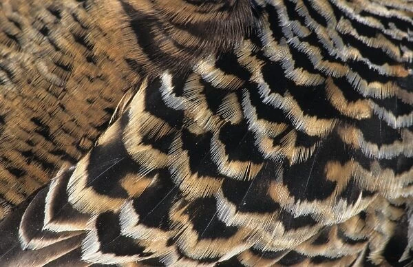 Common Eider (Somateria mollissima) adult female, close-up of feathers, Farne Islands, Northumberland, England