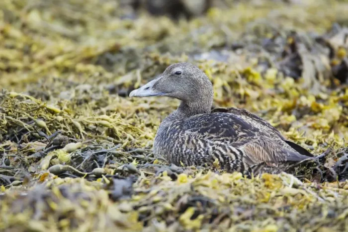 Framed Print : Common Eider (Somateria mollissima) adult female, resting on seaweed at low tide, Shetland Islands, Scotland, June Framed Print : Common Eider (Somateria mollissima) adult female, resting on seaweed at low tide, Shetland Islands, Scotland, June