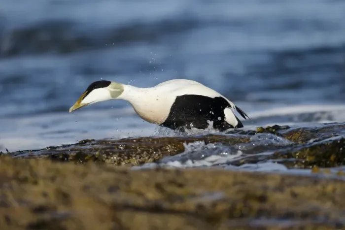 Framed Print : Common Eider (Somateria mollissima) adult male, breeding plumage, coming out of sea onto rocks, Northumberland Framed Print : Common Eider (Somateria mollissima) adult male, breeding plumage, coming out of sea onto rocks, Northumberland