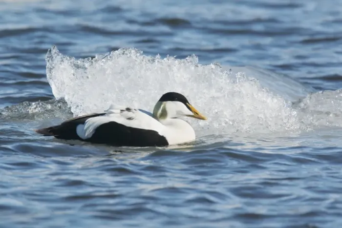 Framed Print : Common Eider (Somateria mollissima) adult male, breeding plumage, swimming on lake beside glacial iceberg Framed Print : Common Eider (Somateria mollissima) adult male, breeding plumage, swimming on lake beside glacial iceberg