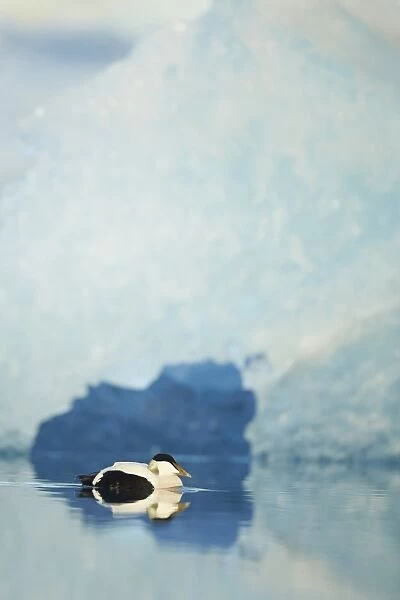 Common Eider (Somateria mollissima) adult male, swimming in glacial lagoon, Iceland, June