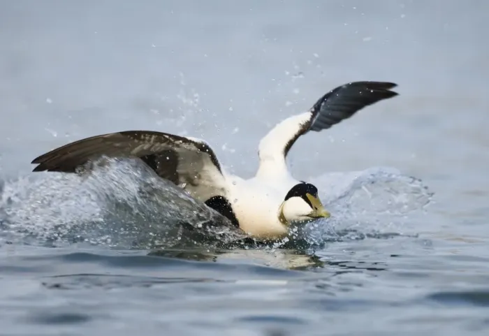 Framed Print : Common Eider (Somateria mollissima) adult male, landing on water, Northumberland, England, winter Framed Print : Common Eider (Somateria mollissima) adult male, landing on water, Northumberland, England, winter