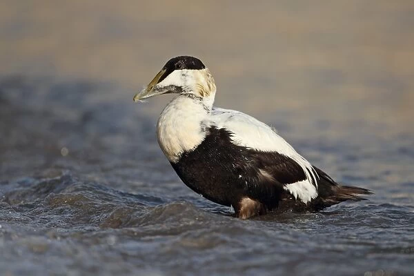 Common Eider (Somateria mollissima) adult male, moulting into eclipse plumage, standing in sea, Northumberland