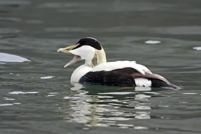 Framed Print : Common Eider (Somateria mollissima) adult male, with beak open, swimming, Seahouses, Northumberland, England, June