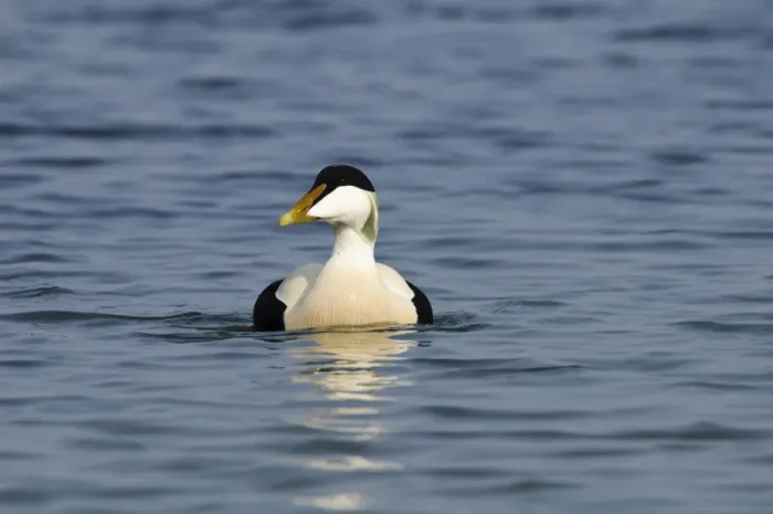 Framed Print : Common Eider (Somateria mollissima) adult male, swimming in harbour, Seahouses, Northumberland, England, March Framed Print : Common Eider (Somateria mollissima) adult male, swimming in harbour, Seahouses, Northumberland, England, March