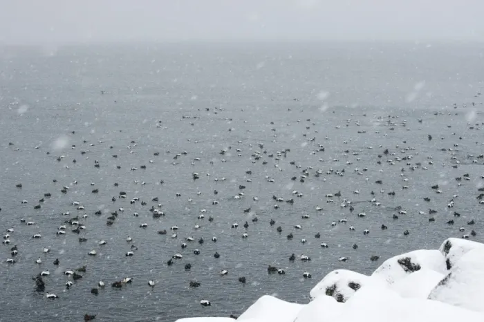 Framed Print : Common Eider (Somateria mollissima) adult males and females, flock swimming at sea during snowfall, Snaefellsnes