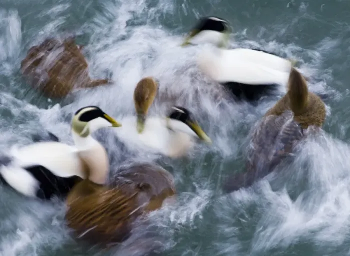 Framed Print : Common Eider (Somateria mollissima) adult males and females, flock swimming at sea, blurred movement, Northumberland, England, winter Framed Print : Common Eider (Somateria mollissima) adult males and females, flock swimming at sea, blurred movement, Northumberland, England, winter