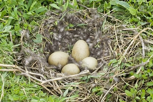 Common Eider (Somateria mollissima) four eggs in nest, Inner Farne, Farne Islands, Northumberland, England, april