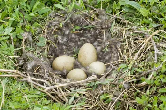 Framed Print : Common Eider (Somateria mollissima) four eggs in nest, Inner Farne, Farne Islands, Northumberland, England, april Framed Print : Common Eider (Somateria mollissima) four eggs in nest, Inner Farne, Farne Islands, Northumberland, England, april