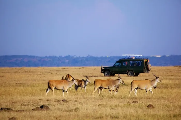 Framed Print : Common Eland (Taurotragus oryx) adults, herd in grassland habitat with tourist safari vehicle, Masai Mara, Kenya Framed Print : Common Eland (Taurotragus oryx) adults, herd in grassland habitat with tourist safari vehicle, Masai Mara, Kenya