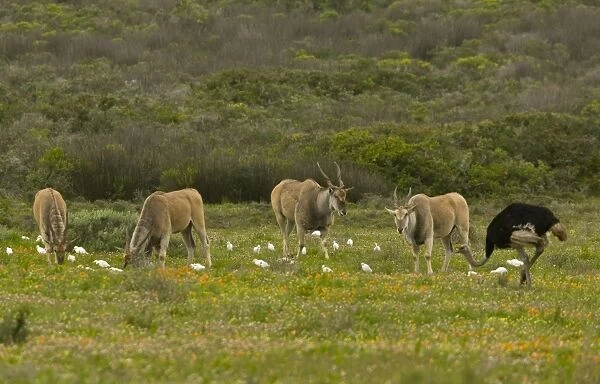 Common Eland (Taurotragus oryx) four adults, with associated Cattle Egret (Bubulcus ibis ibis)