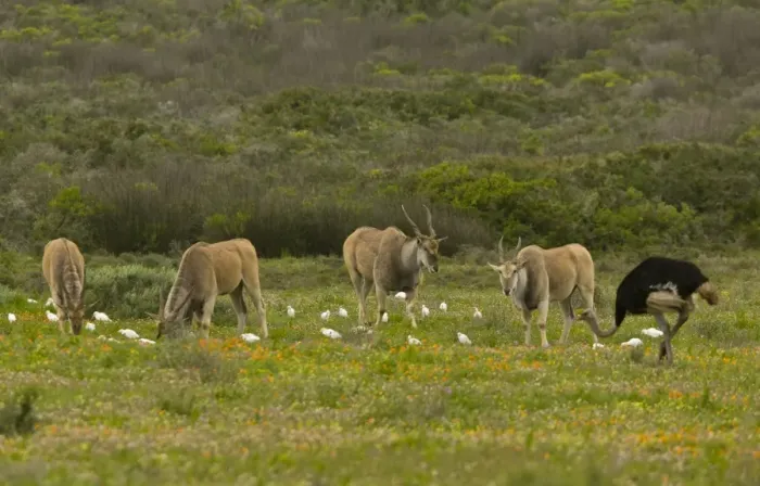 Framed Print : Common Eland (Taurotragus oryx) four adults, with associated Cattle Egret (Bubulcus ibis ibis) Framed Print : Common Eland (Taurotragus oryx) four adults, with associated Cattle Egret (Bubulcus ibis ibis)