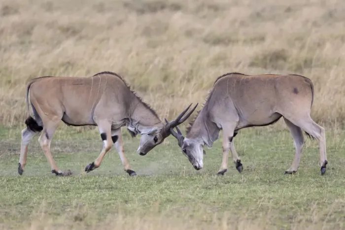Framed Print : Common Eland (Taurotragus oryx) two immature males, fighting in savannah, Masai Mara National Reserve, Kenya, August