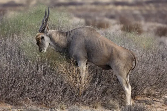 Framed Print : Common Eland (Taurotragus oryx) young male, feeding, browsing on vegetation, Kgalagadi Transfrontier Park Framed Print : Common Eland (Taurotragus oryx) young male, feeding, browsing on vegetation, Kgalagadi Transfrontier Park