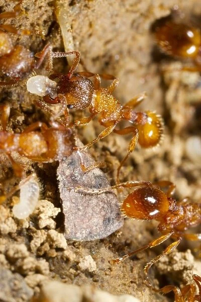 Common Elbowed Red Ant (Myrmica scabrinodis) adults, workers moving larvae in nest, Powys, Wales, April