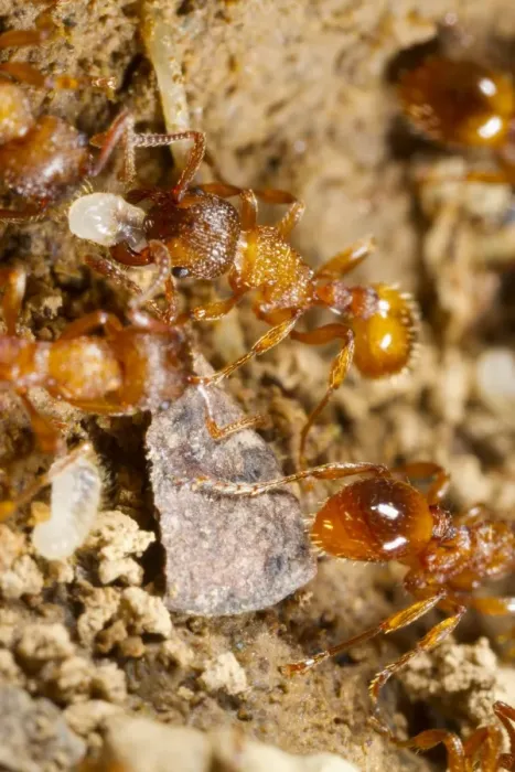 Framed Print : Common Elbowed Red Ant (Myrmica scabrinodis) adults, workers moving larvae in nest, Powys, Wales, April