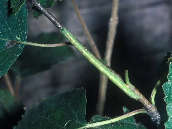 Common Emerald (Hemithea aestivaria) Larva
