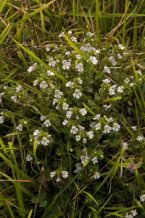 Framed Print : Common Eyebright (Euphrasia nemorosa) flowering, growing on limestone grassland, Dorset, England, september Framed Print : Common Eyebright (Euphrasia nemorosa) flowering, growing on limestone grassland, Dorset, England, september