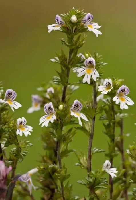 Framed Print : Common Eyebright (Euphrasia nemorosa) flowering, growing on limestone grassland, Dorset, England, september Framed Print : Common Eyebright (Euphrasia nemorosa) flowering, growing on limestone grassland, Dorset, England, september