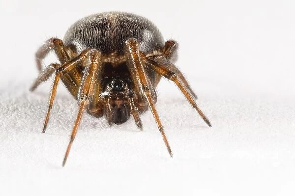 Common False Widow Spider (Steatoda bipunctata) adult female