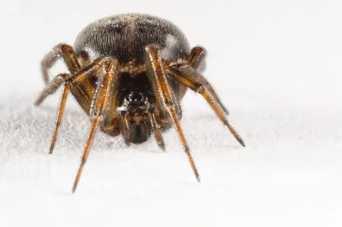 Framed Print : Common False Widow Spider (Steatoda bipunctata) adult female Framed Print : Common False Widow Spider (Steatoda bipunctata) adult female