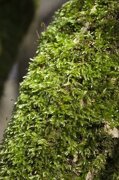 Common Feather-moss (Eurhynchium praelongum) growing on tree trunk in shady woodland, England, april