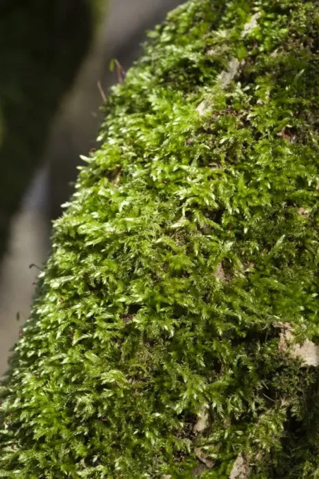 Framed Print : Common Feather-moss (Eurhynchium praelongum) growing on tree trunk in shady woodland, England, april Framed Print : Common Feather-moss (Eurhynchium praelongum) growing on tree trunk in shady woodland, England, april