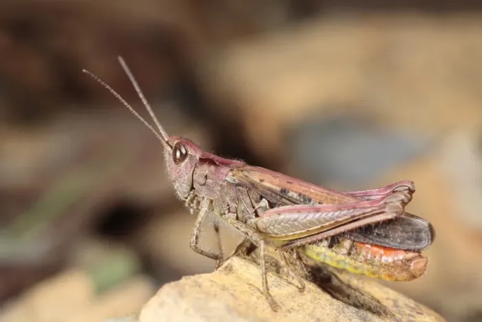 Framed Print : Common Field Grasshopper (Chorthippus brunneus) purple form, adult male, resting on rock, Powys, Wales, july Framed Print : Common Field Grasshopper (Chorthippus brunneus) purple form, adult male, resting on rock, Powys, Wales, july