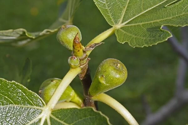 Common Fig (Ficus carica) close-up of developing fruit, on tree in garden, Suffolk, England, july