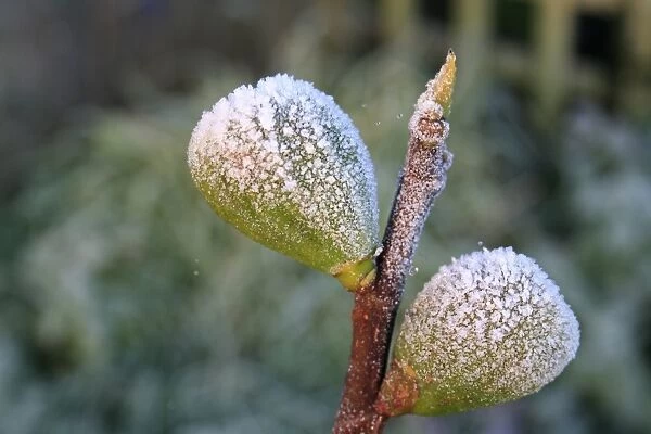 Common Fig (Ficus carica) close-up of frost covered fruit, in garden at dawn, Suffolk, England, november