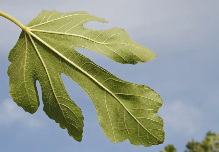 Framed Print : Common Fig (Ficus carica) close-up of leaf underside, in garden, Suffolk, England, August Framed Print : Common Fig (Ficus carica) close-up of leaf underside, in garden, Suffolk, England, August