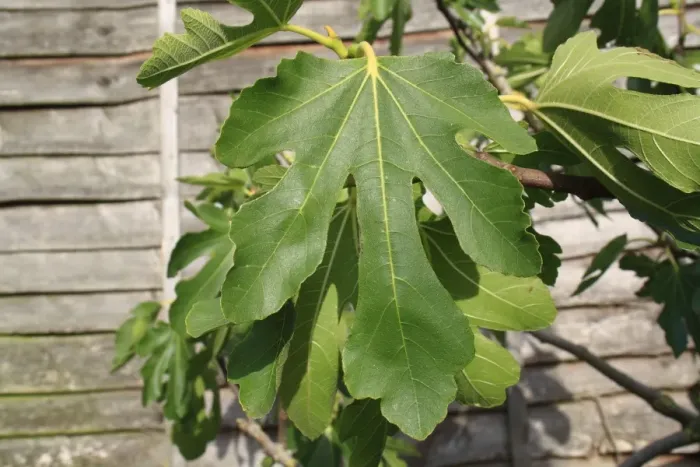 Framed Print : Common Fig (Ficus carica) close-up of leaves, growing beside fence in garden, Suffolk, England, August