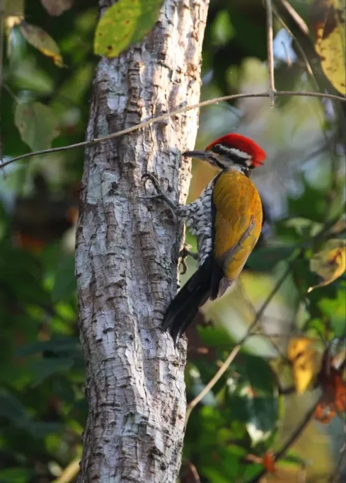 Framed Print : Common Flameback (Dinopium javanense intermedium) adult male, drumming on tree trunk, Kaeng Krachan N. P. Thailand, february