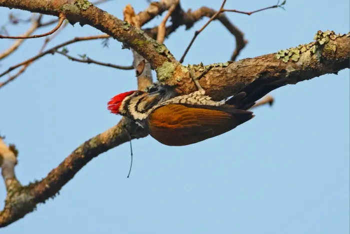 Framed Print : Common Flameback (Dinopium javanense intermedium) adult male, feeding under branch, Kaeng Krachan N. P. Thailand, february Framed Print : Common Flameback (Dinopium javanense intermedium) adult male, feeding under branch, Kaeng Krachan N. P. Thailand, february