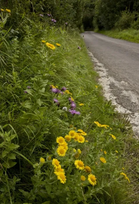 Framed Print : Common Fleabane (Pulicaria dysenterica) with knapweed, flowering, growing on roadside verge habitat, near Powerstock, West Dorset, England, august Framed Print : Common Fleabane (Pulicaria dysenterica) with knapweed, flowering, growing on roadside verge habitat, near Powerstock, West Dorset, England, august
