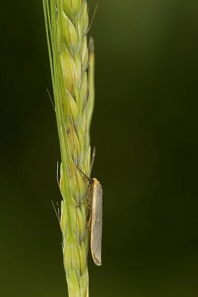 Common Footman (Manulea lurideola) adult, resting on cereal seedhead, Sheffield, South Yorkshire, England, July