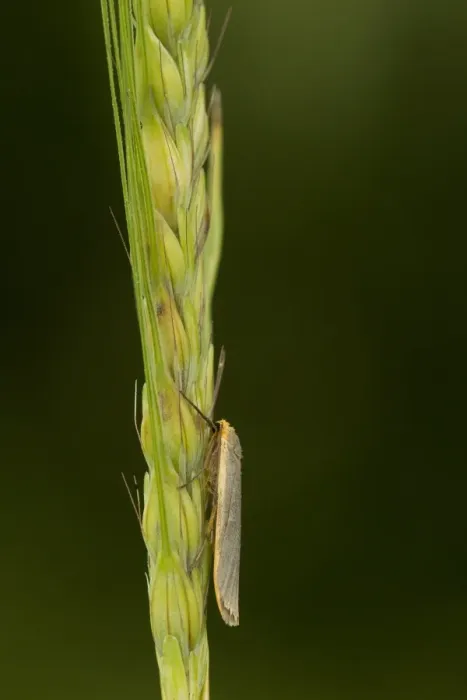 Framed Print : Common Footman (Manulea lurideola) adult, resting on cereal seedhead, Sheffield, South Yorkshire, England, July Framed Print : Common Footman (Manulea lurideola) adult, resting on cereal seedhead, Sheffield, South Yorkshire, England, July