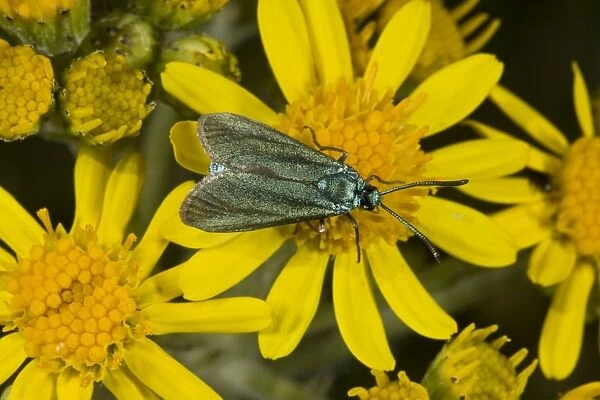 Common Forester (Adscita statices) adult, feeding on ragwort flowers, on chalk downland, Dorset, England, July