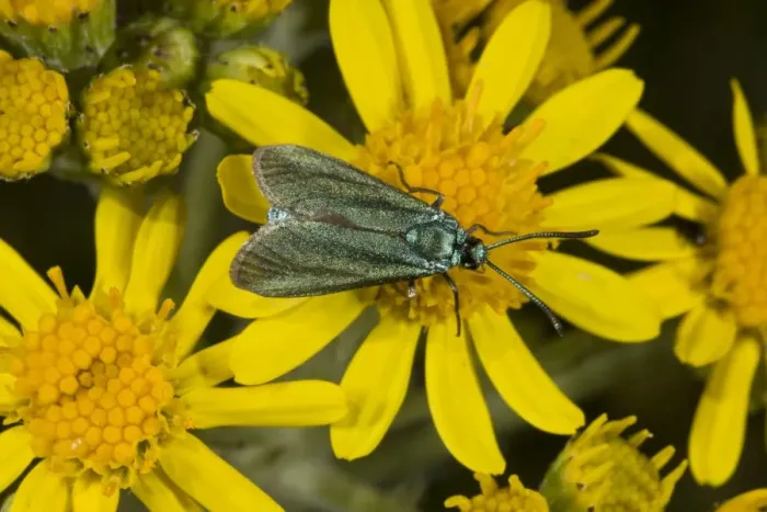 Framed Print : Common Forester (Adscita statices) adult, feeding on ragwort flowers, on chalk downland, Dorset, England, July Framed Print : Common Forester (Adscita statices) adult, feeding on ragwort flowers, on chalk downland, Dorset, England, July