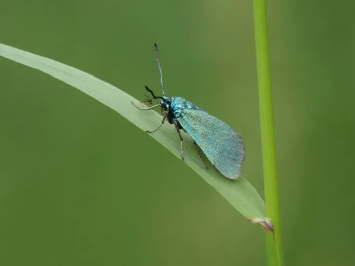 Framed Print : Common Forester (Adscita statices) adult male, resting on grass leaf with parasitic wasp, Leicestershire, England, june Framed Print : Common Forester (Adscita statices) adult male, resting on grass leaf with parasitic wasp, Leicestershire, England, june