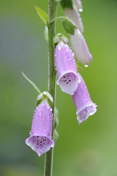 Common Foxglove (Digitalis purpurea) close-up of flowers, covered in morning dew, Bentley, Suffolk, England, May