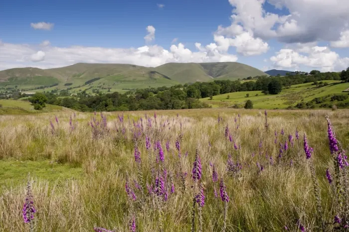 Framed Print : Common Foxglove (Digitalis purpurea) flowering, growing in upland pasture, with fells in background Framed Print : Common Foxglove (Digitalis purpurea) flowering, growing in upland pasture, with fells in background
