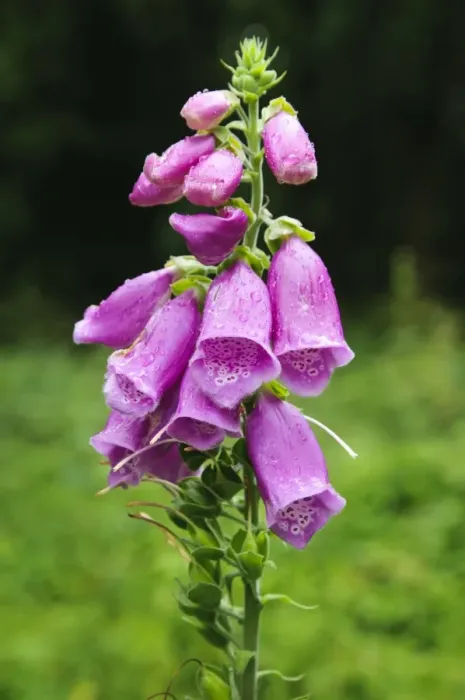 Framed Print : Common Foxglove (Digitalis purpurea) flowerspike, in rain, Sevenoaks Wildlife Reserve, Kent, England, June Framed Print : Common Foxglove (Digitalis purpurea) flowerspike, in rain, Sevenoaks Wildlife Reserve, Kent, England, June