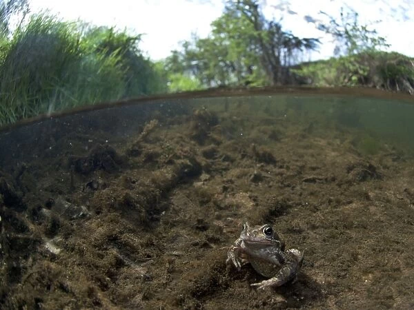 Common Frog (Rana temporaria) adult, underwater in river habitat, Fairham Brook, Nottingham, Nottinghamshire, England