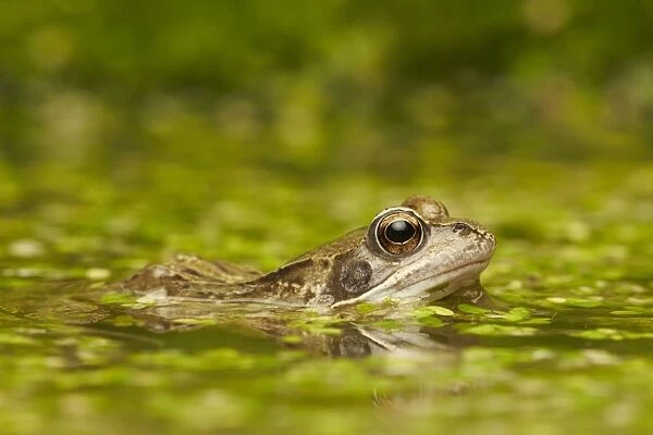 Common Frog (Rana temporaria) adult, amongst duckweed at surface of pond, West Midlands, England, March